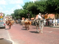 Fort Worth Stockyards photo