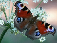 Bangkok Butterfly Garden and Insectarium photo