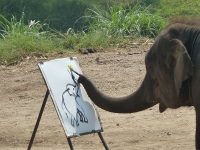 Maesa Elephant Camp photo