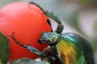 Museum of Insects and Natural Wonders photo