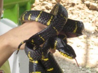 Snake Farm (Thai Red Cross Farm) photo