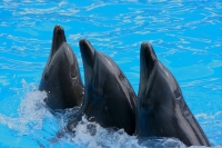 Playful dolphins