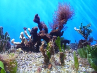 Coral World photo