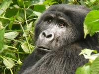 Mgahinga Gorilla National Park photo
