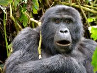 Bwindi Impenetrable National Park photo