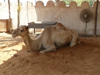 A camel at the Heritage Village