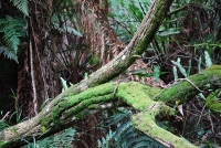 Dandenong Ranges National Park photo