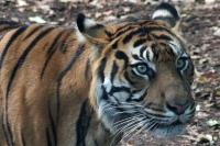 Tiger at Melbourne Zoo