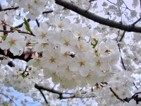 National Cherry Blossom Festival photo