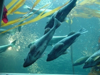 Seattle Aquarium photo