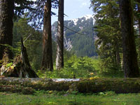 Olympic National Park photo