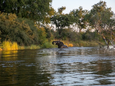 Livingstone photo